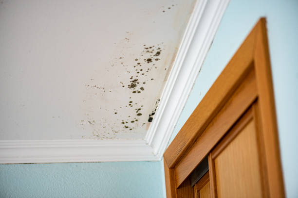 Best Black Mold Removal  in Parkville, MD