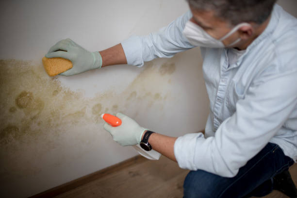 Trusted Parkville, MD Mold Removal Experts