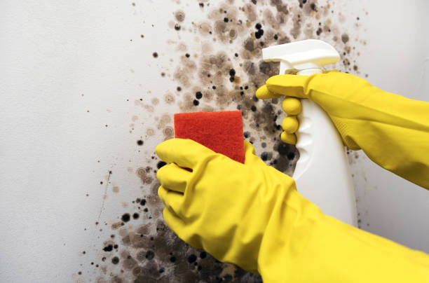 Best Mold Remediation  in Parkville, MD